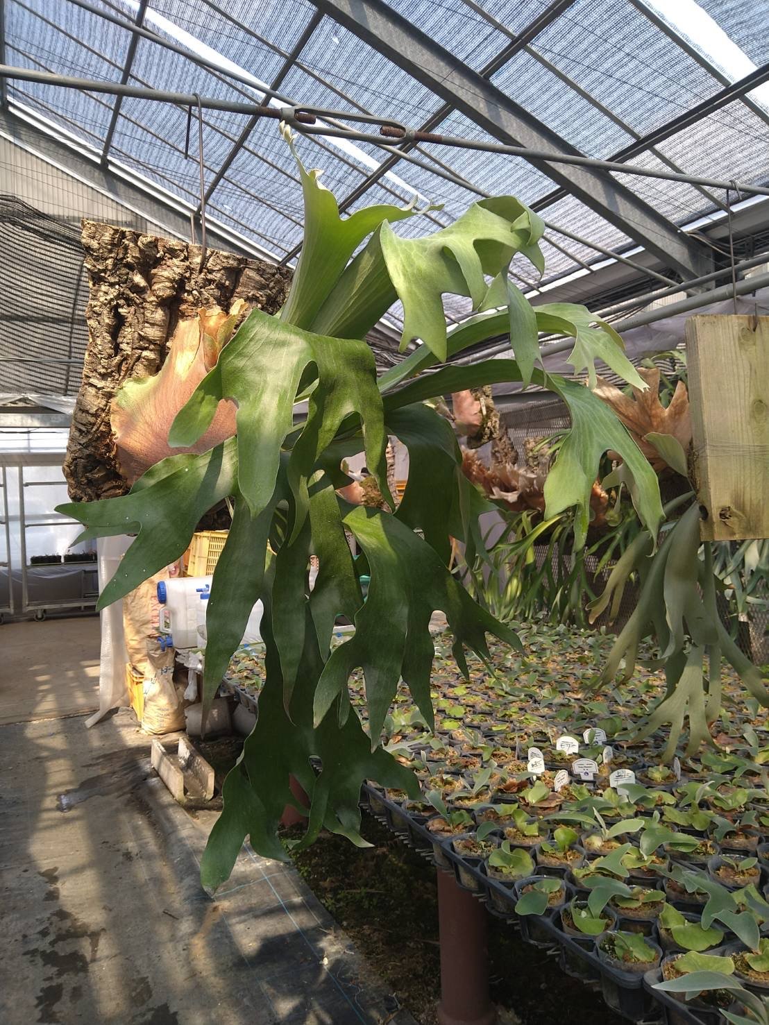 ビカクシダ　風神 その後のビカクシダ風神 ③ | calmplantsのビカクシダブログ