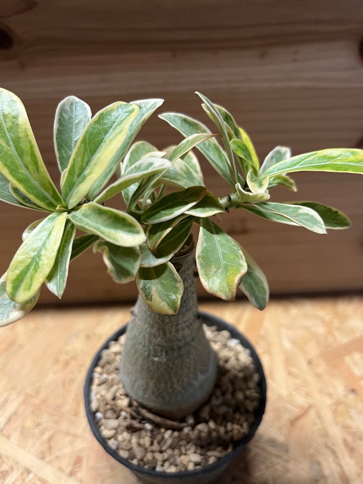 アデニウム 斑入り | GREEN LUCK