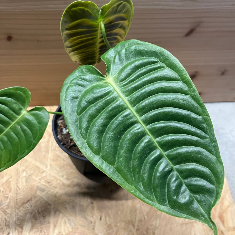 【ラスト１株】アンスリウム　ベイチー 園芸ネット本店｜アンスリウム：ベイチー 3号ポット の通販【公式】