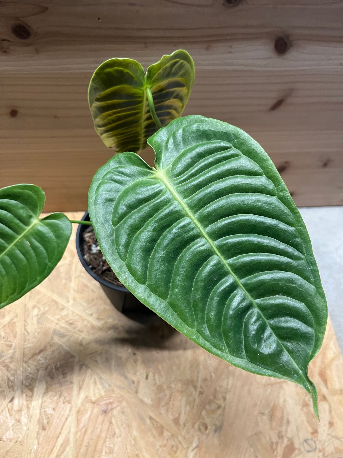 アンスリウム ベイチー | GREEN LUCK