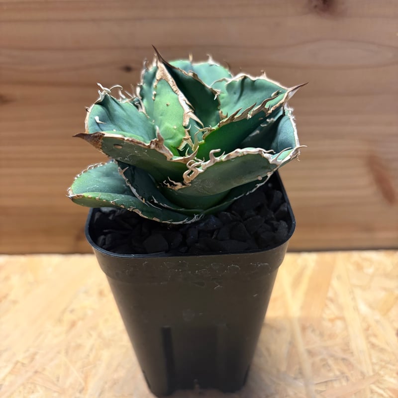 アガベ チタノタ '蚩尤' | GREEN LUCK