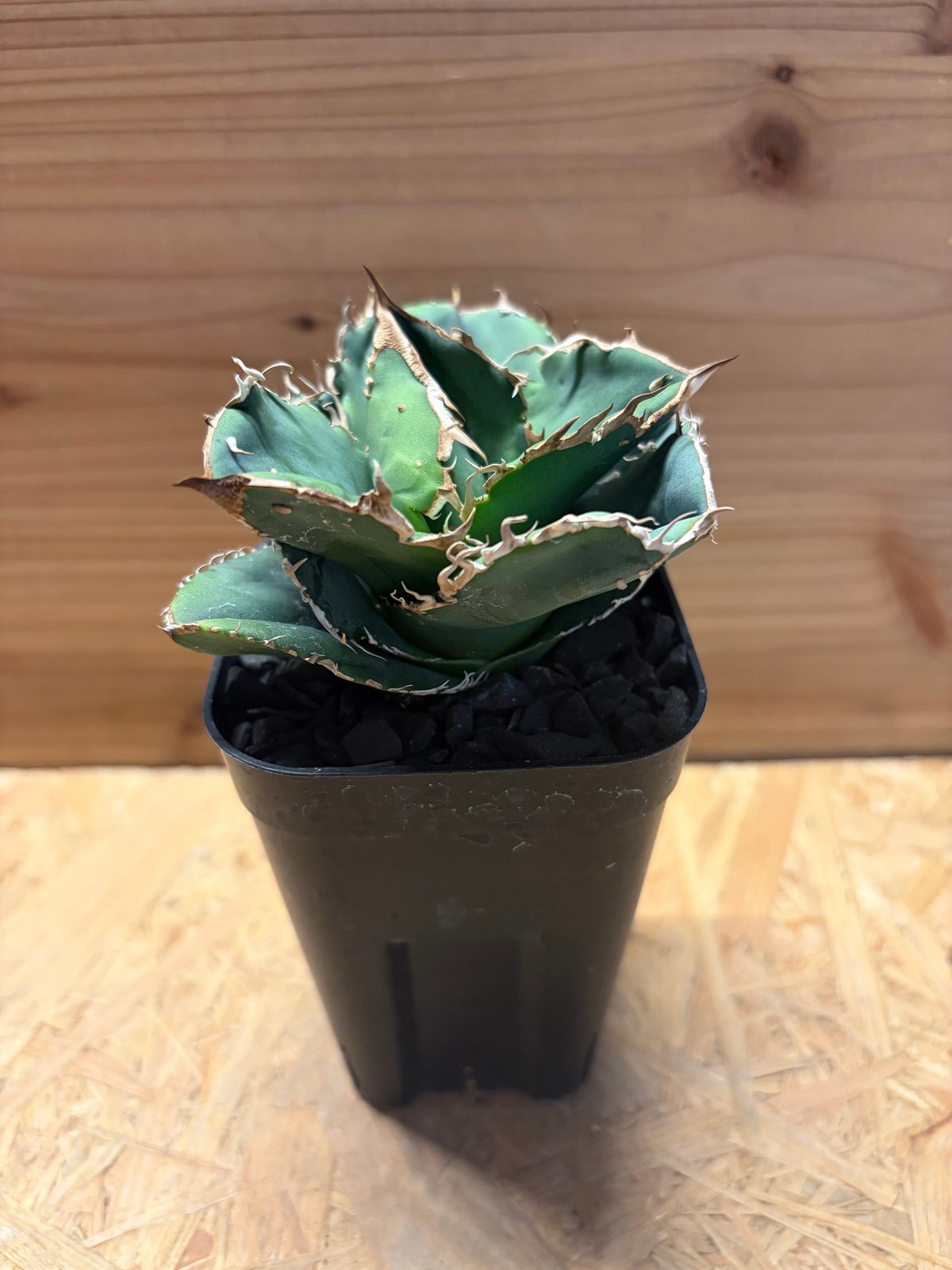 アガベ チタノタ '蚩尤' | GREEN LUCK