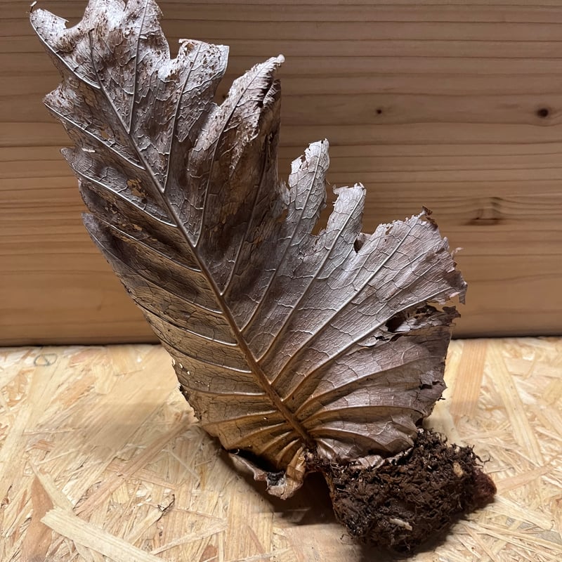 ドリナリア クエルシフォリア | GREEN LUCK