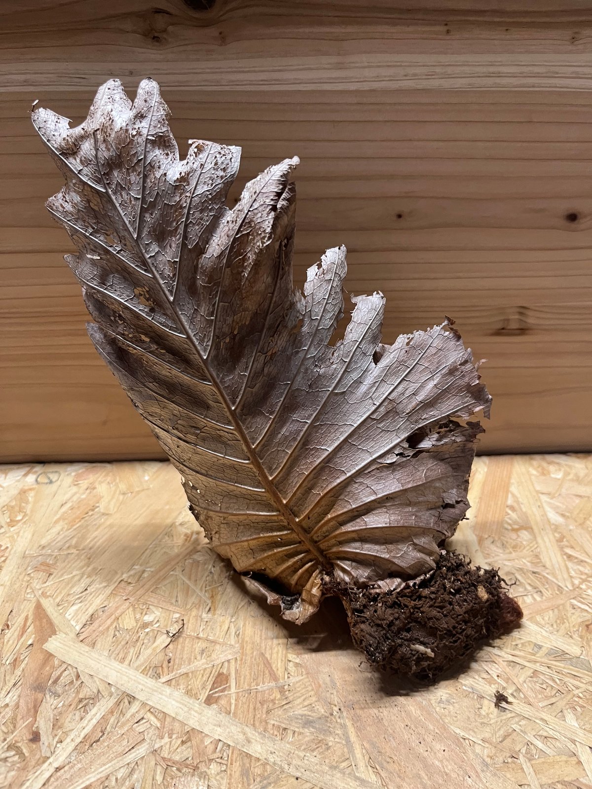 ドリナリア クエルシフォリア | GREEN LUCK