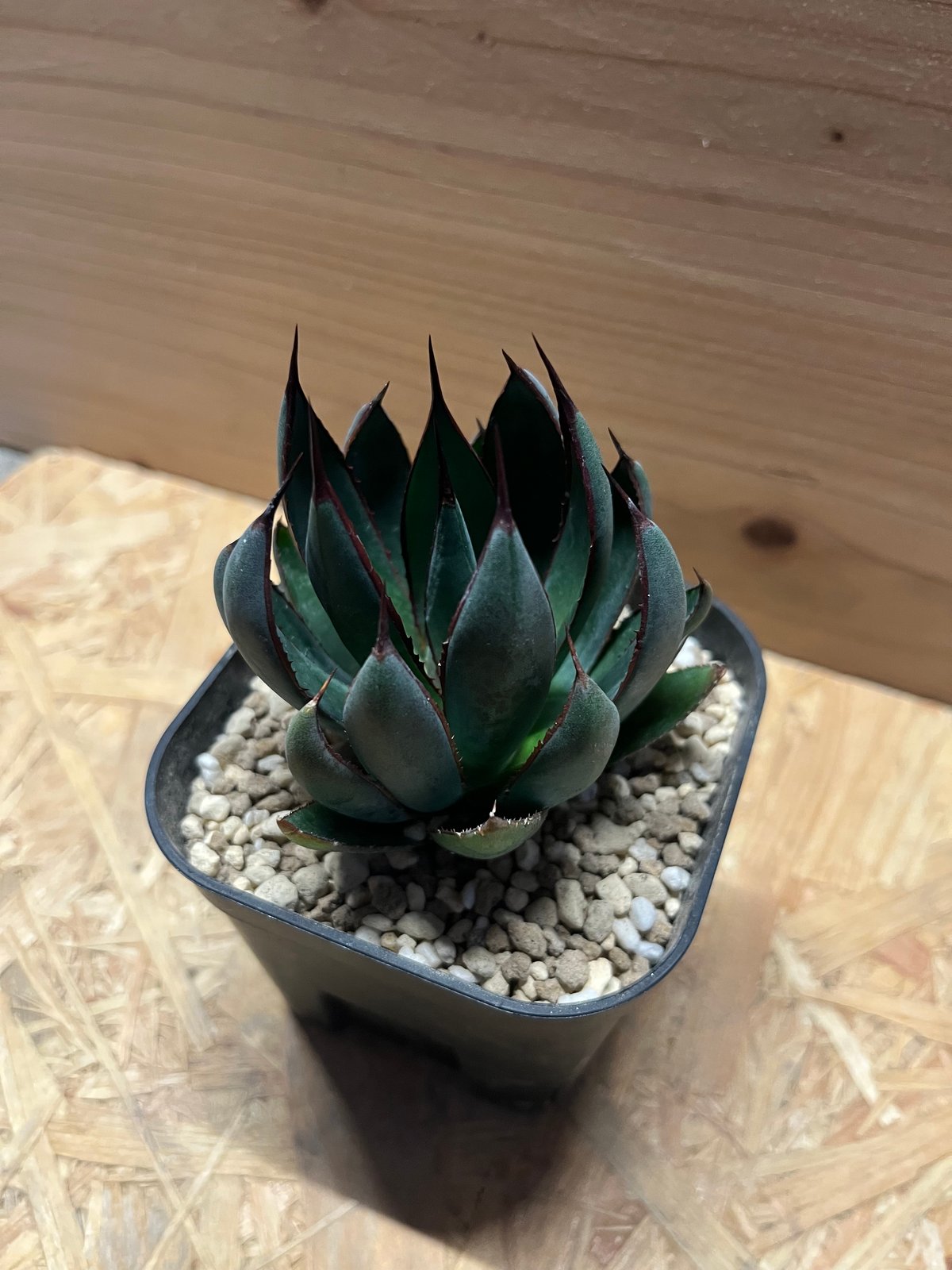 マンガベ プレイング ハンズ | GREEN LUCK