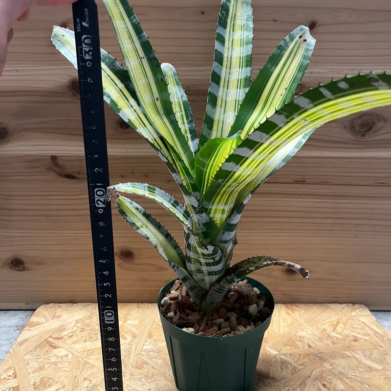 エクメア　チャンティーニ　ハイブリッド　セレクト エクメア チャンティニー ハイブリッド「Aechmea chantinii hybrid」8/