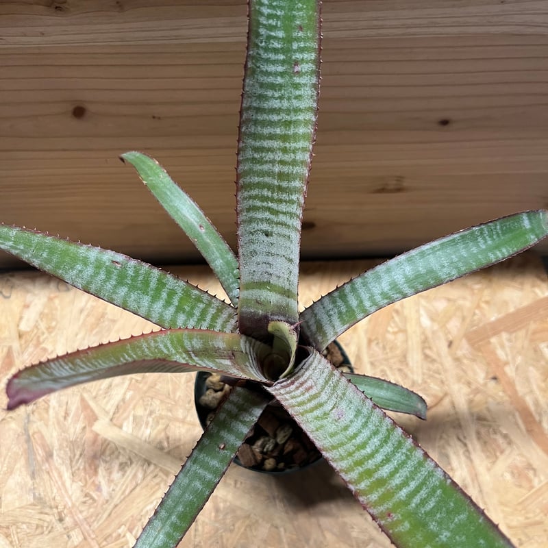 エクメア ヌディカウリス フロスティーザスノーマン | GREEN LUCK