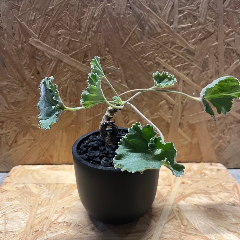 ペラルゴニウム ミラビレ×Maceta | GREEN LUCK