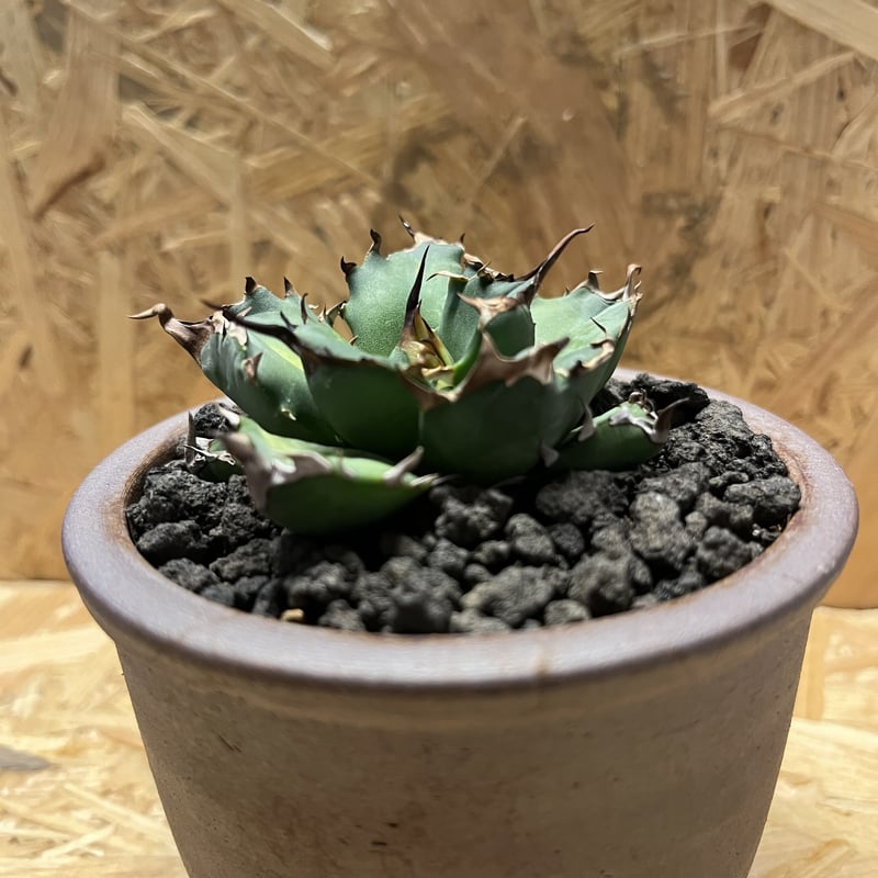 アガベ チタノタ スーパーボール インドネシア株 子株付き アガベ チタノタ スーパーボール インドネシア株 子株付き