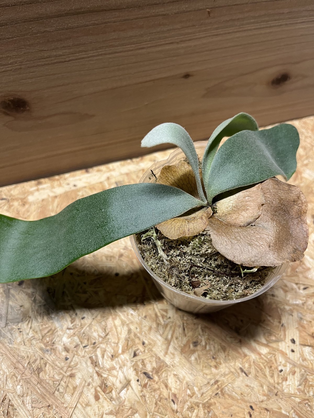 ビカクシシダ ウィリンキー | GREEN LUCK