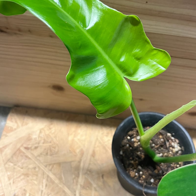 フィロデンドロン ジェリーホーン | GREEN LUCK
