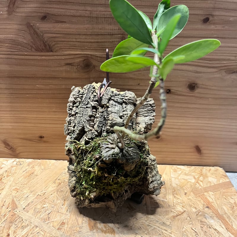 特大ヒドノフィツム・フォルミカルム ヒドノフィツム フォルミカルム | GREEN LUCK