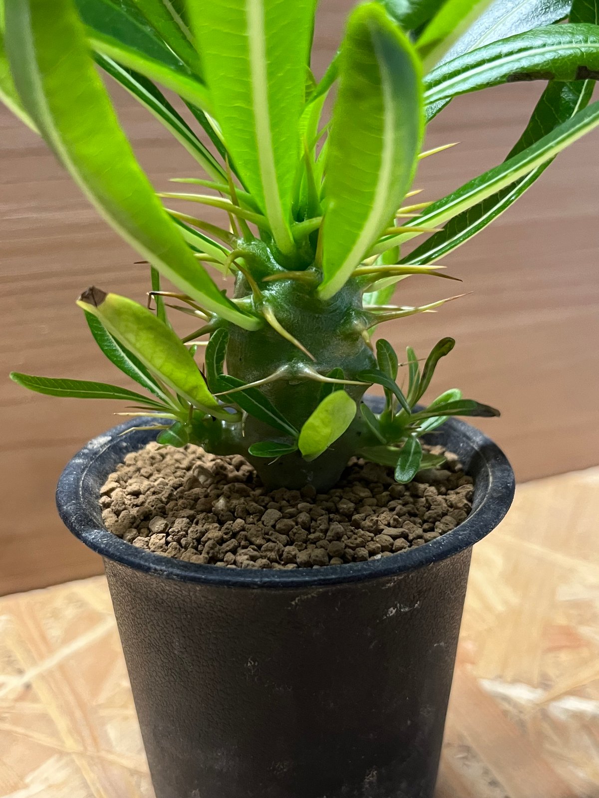 希少 パキポディウム アンボンゲンセ 観葉植物 パキポディウム アンボンゲンセ 3頭 | GREEN LUCK