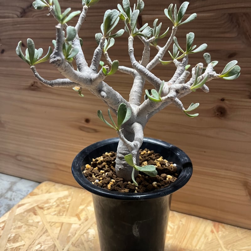 オトンナ フルカタ | GREEN LUCK