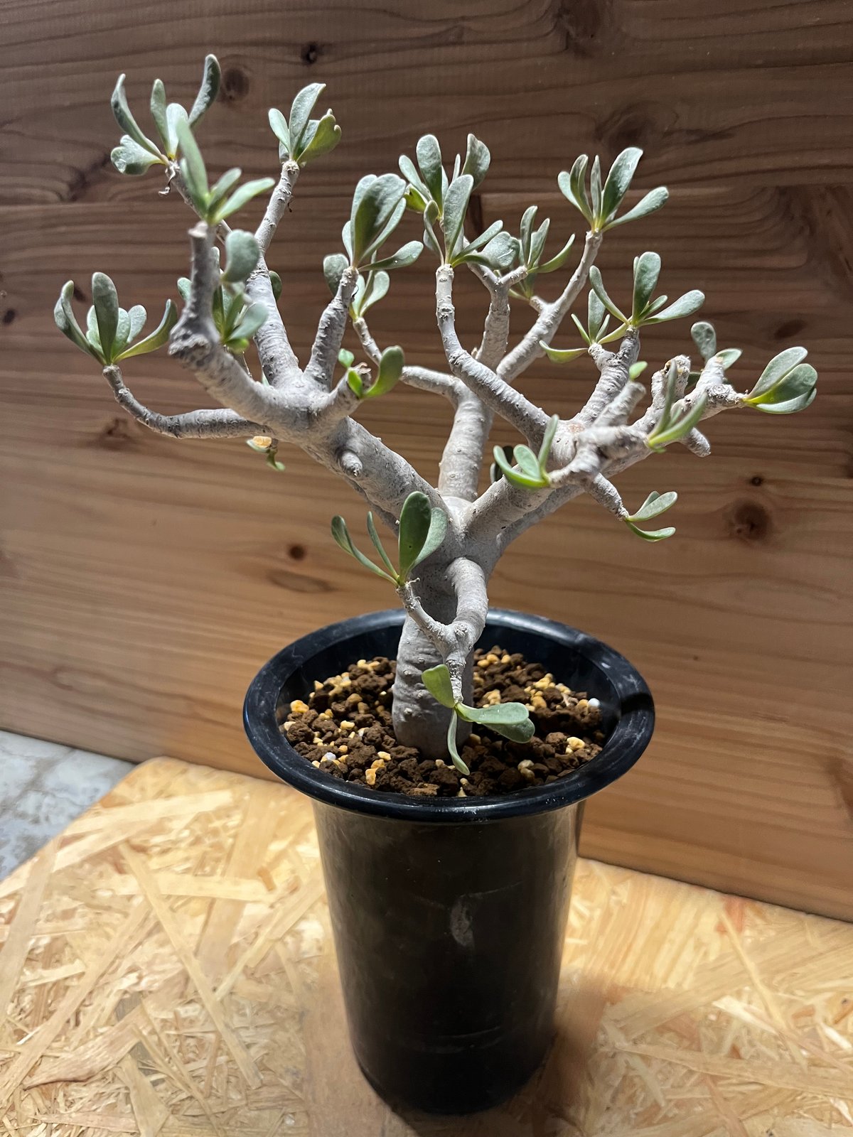 塊根植物　オトンナ　フルカタ オトンナ フルカタ | GREEN LUCK