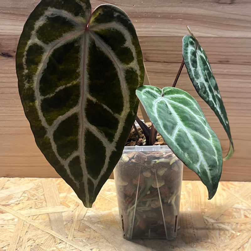 今*！様 アンスリウムHubro × “angel's dream＊レッドクリス 今*！様 アンスリウムHubro × “angel's dream＊レッドクリス 今*！様