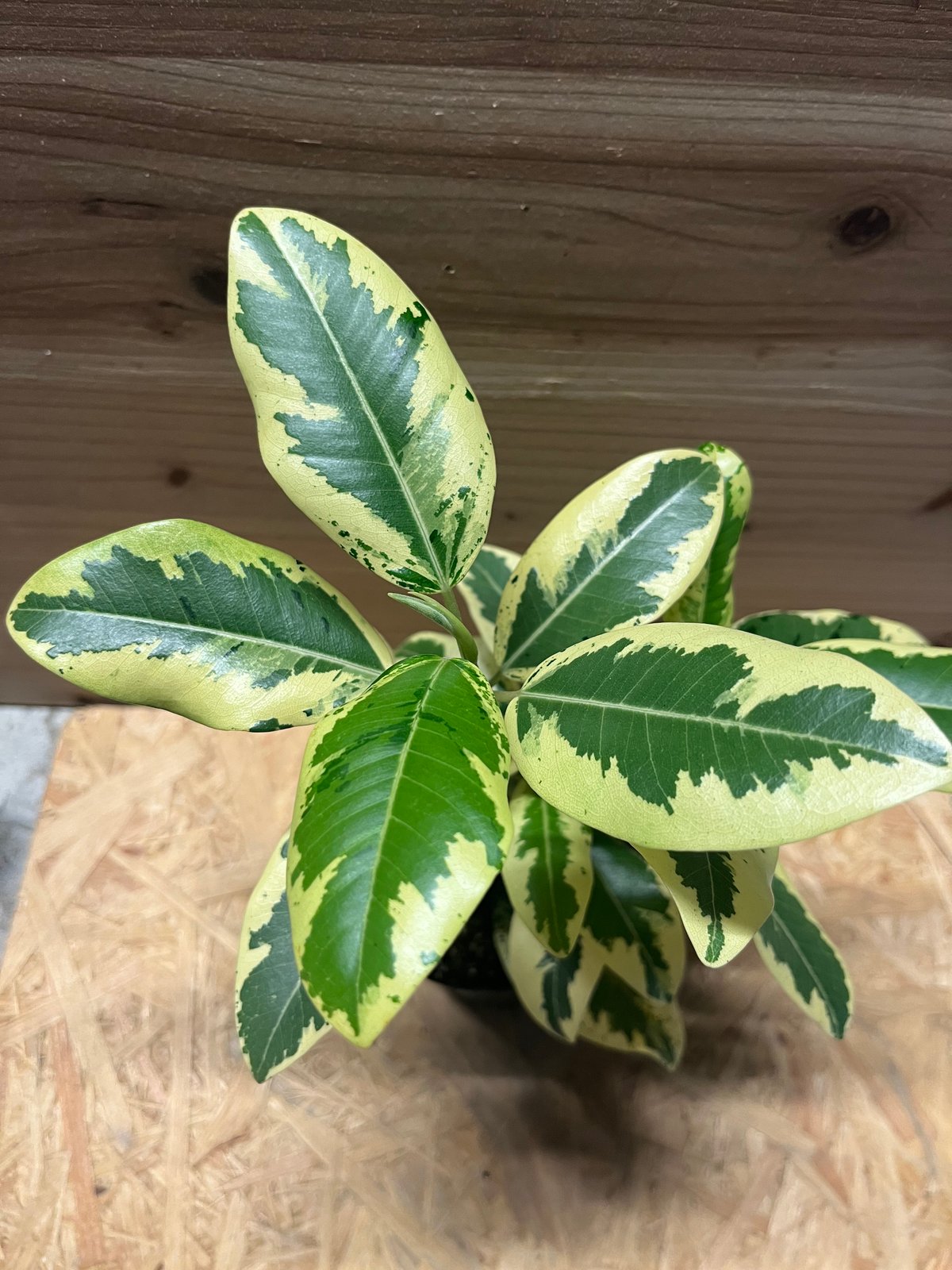 フィカス ルビキノーサ 斑入りフランスゴム | GREEN LUCK