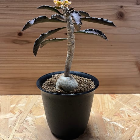 ユーフォルビアアンボボンベンシス | STORES