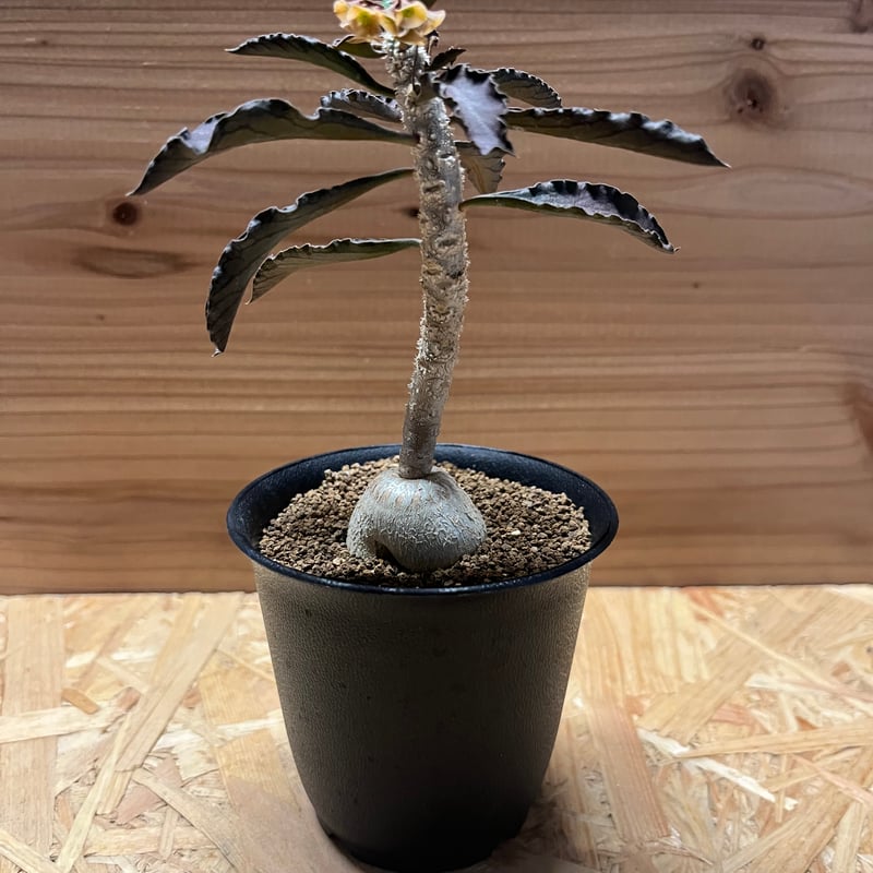 ユーフォルビア アンボボンベンシス | GREEN LUCK