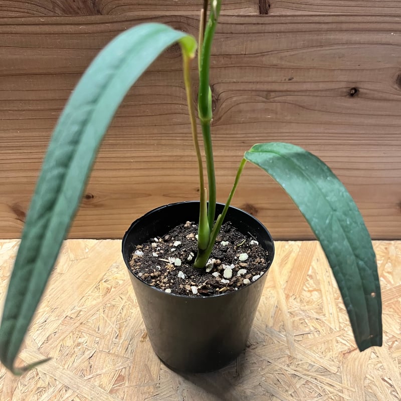 アンスリウム sp.カネロス | GREEN LUCK