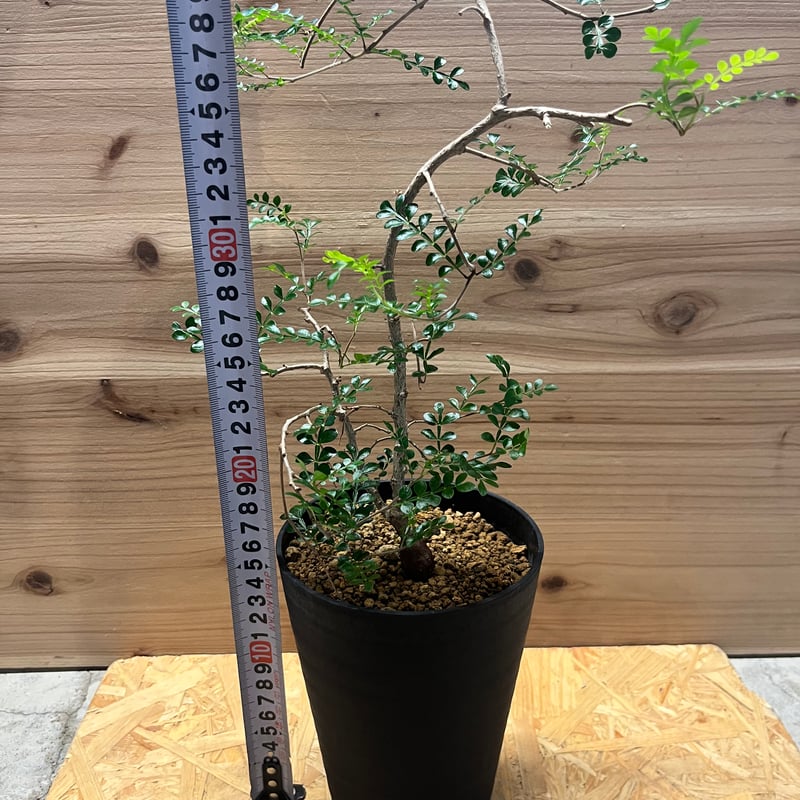 オペルクリカア　デカリー　大株　約130cm オペルクリカリア デカリー | GREEN LUCK