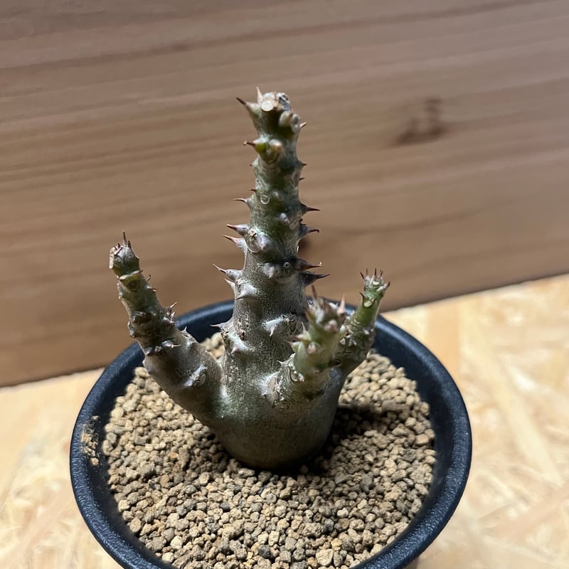 パキポディウム ウィンゾリー | GREEN LUCK