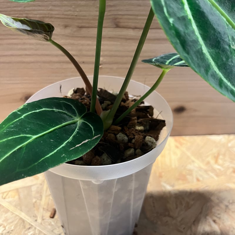 アンスリウム　ドレスレリ　ダーク 🌱Anthurium dressleri （RG#2 × Windy）🌱 Black and Bordeaux