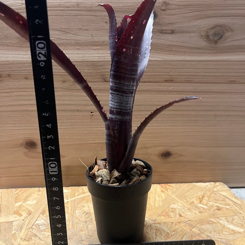 【値下げ】　ビルベルギア・ダースベイダー①　群生株　新子株付き ビルベルギア ダースベイダー「Billbergia 'Darth vader'」2/2-38