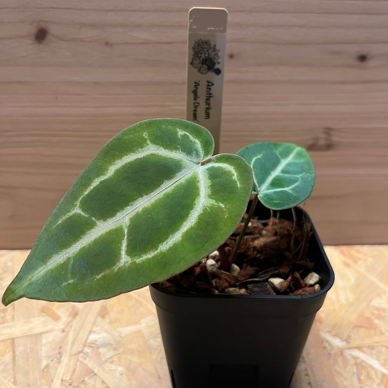 アンスリウム エンジェルズドリーム×レッドクリスタリナム | GREEN LUCK