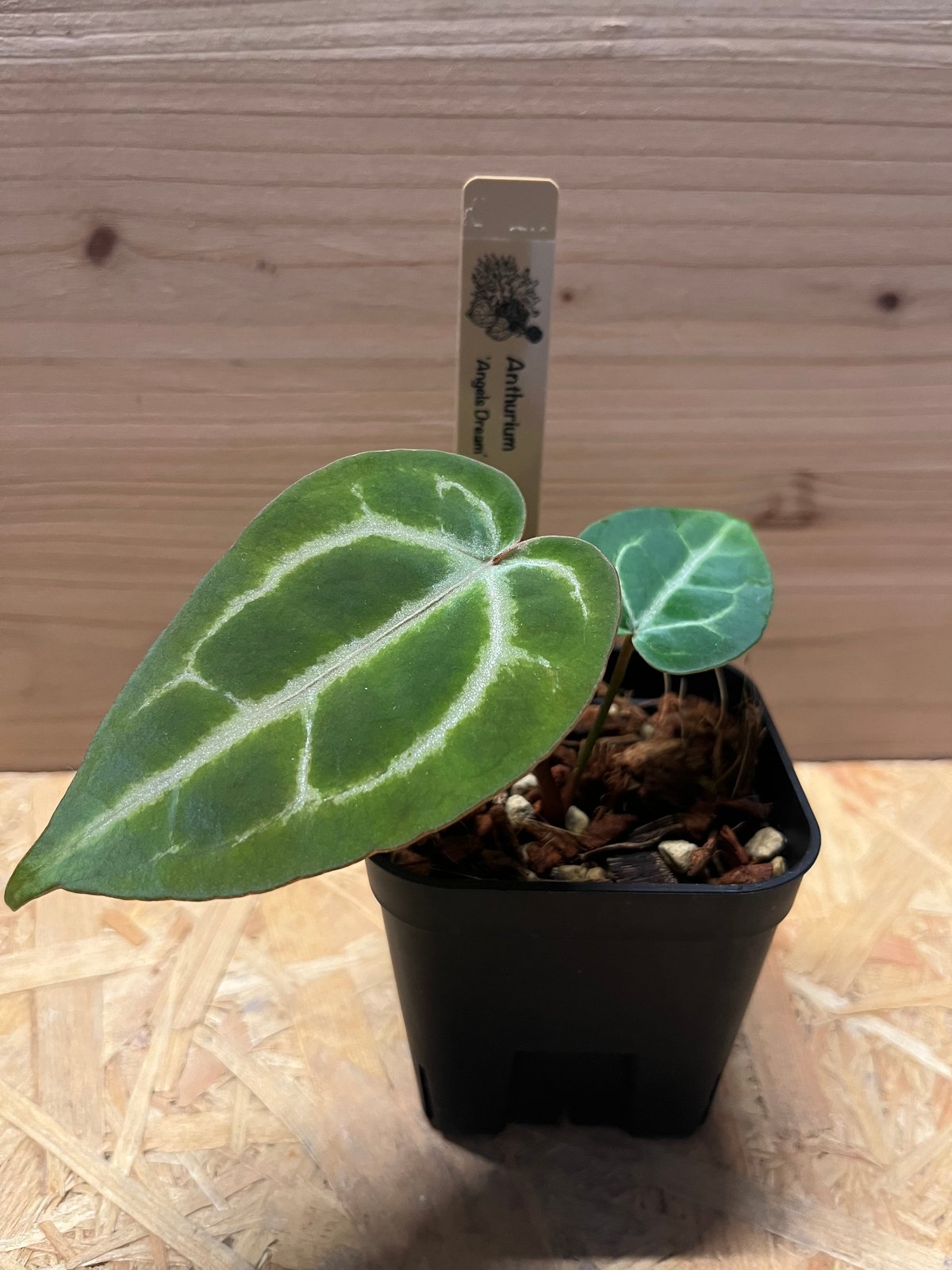 アンスリウム エンジェルズドリーム×レッドクリスタリナム | GREEN LUCK