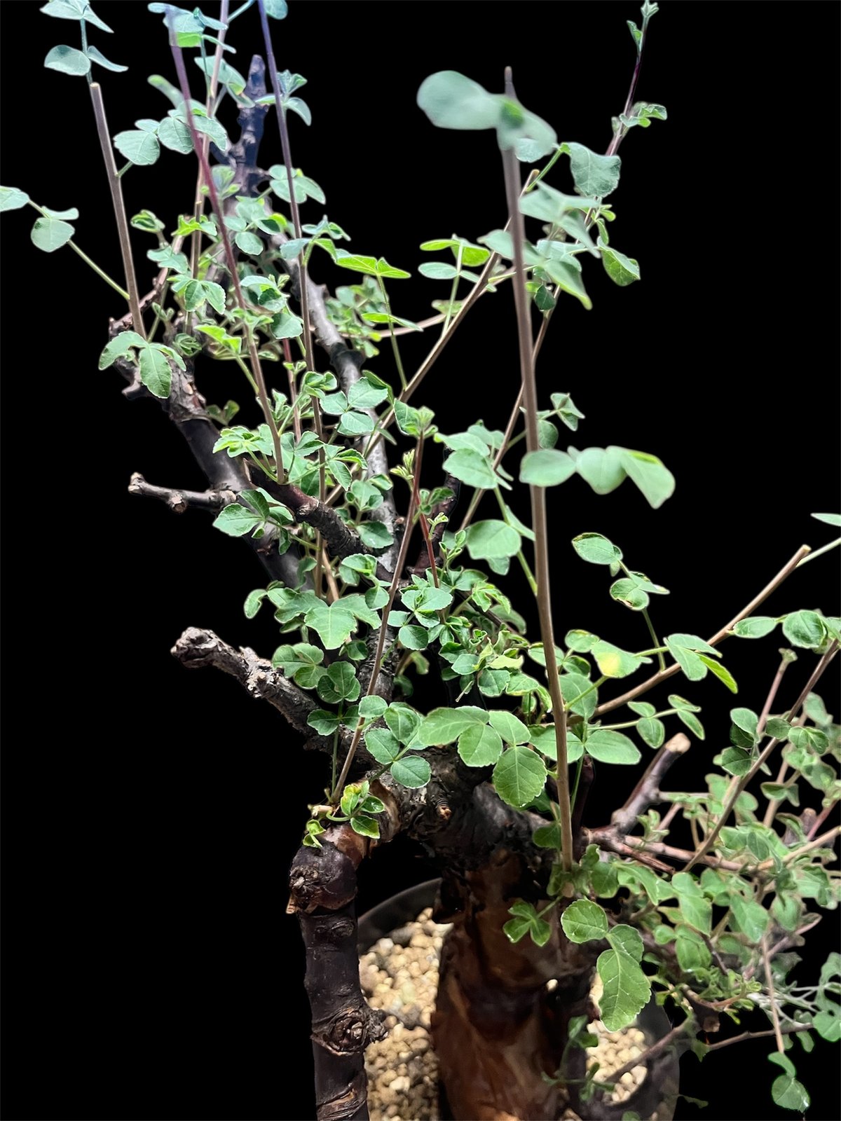 コミフォラ ボラネンシス | GREEN LUCK