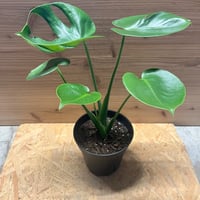 アンスリウム NO ID | GREEN LUCK