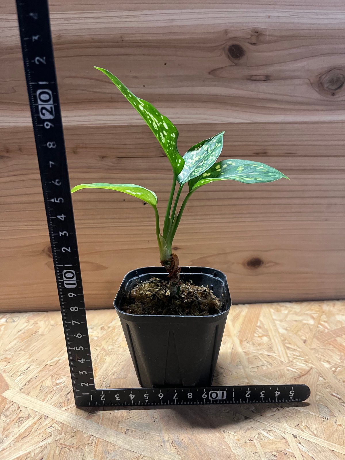 観葉植物アグラオネマ タイスノーレークス アグラオネマ：タイスノーレークス 6号鉢植え の通販 | 園芸ネット