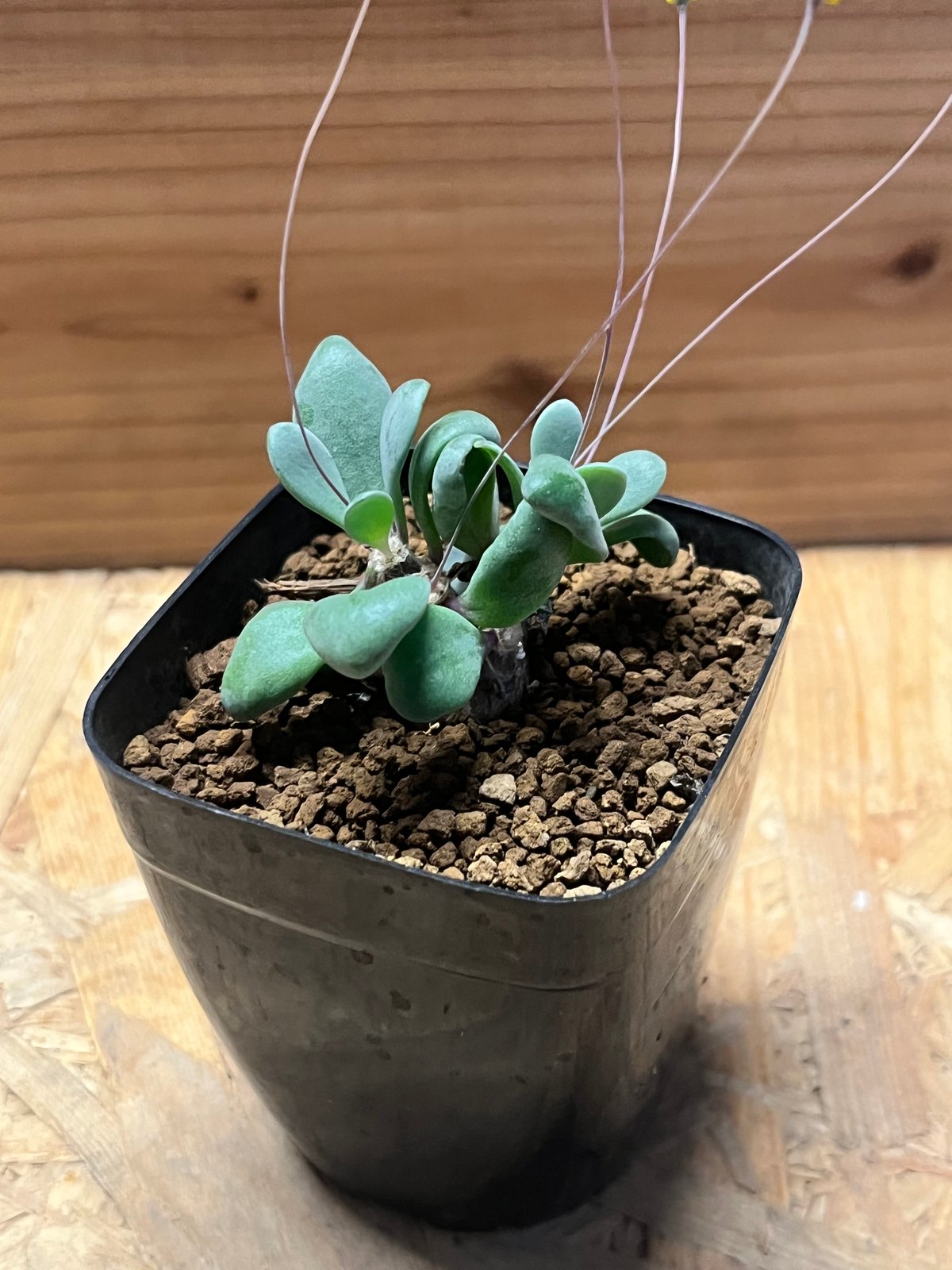 オトンナ ピグマエア | GREEN LUCK