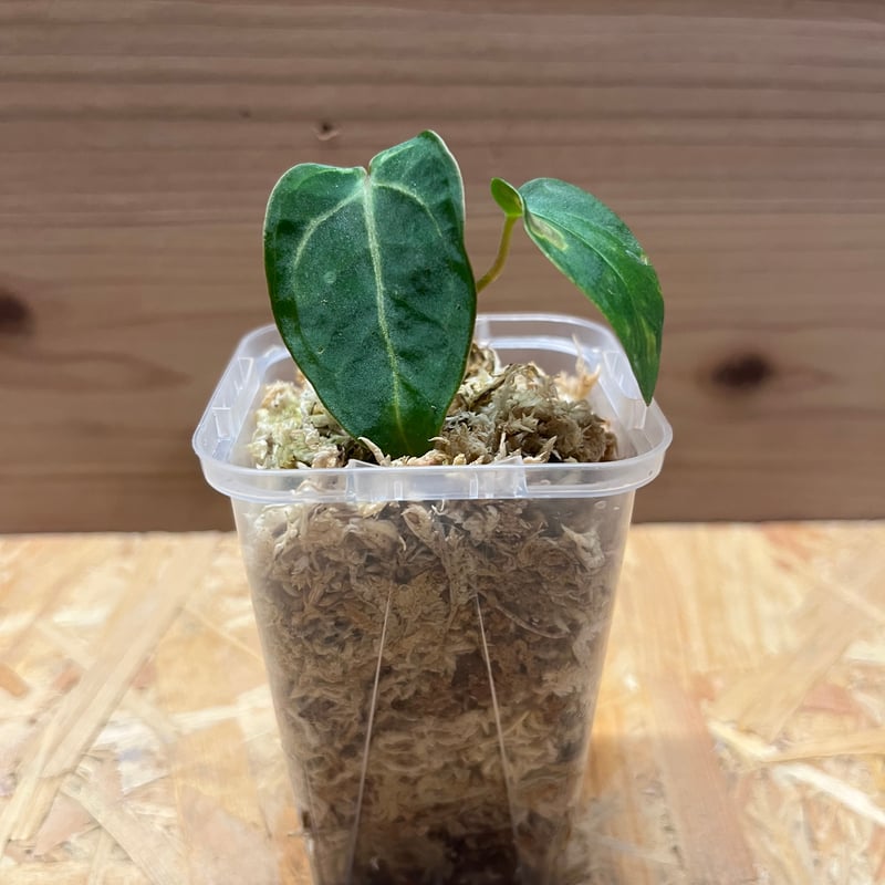 アンスリウム カーラブラッキー | GREEN LUCK