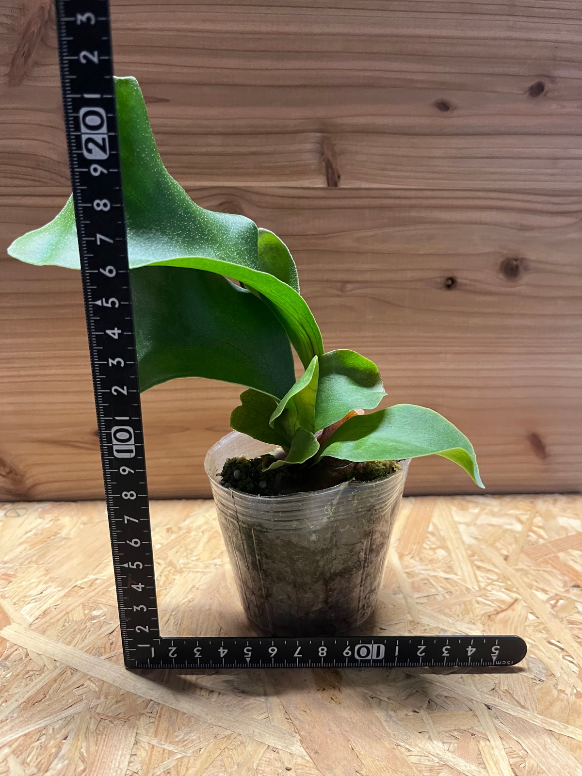 ビカクシダ ヒリー ドラゴン | GREEN LUCK