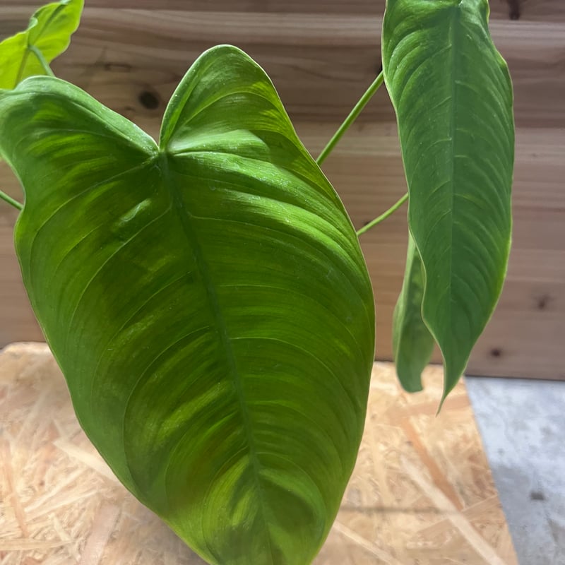 フィロデンドロン テヌー | GREEN LUCK