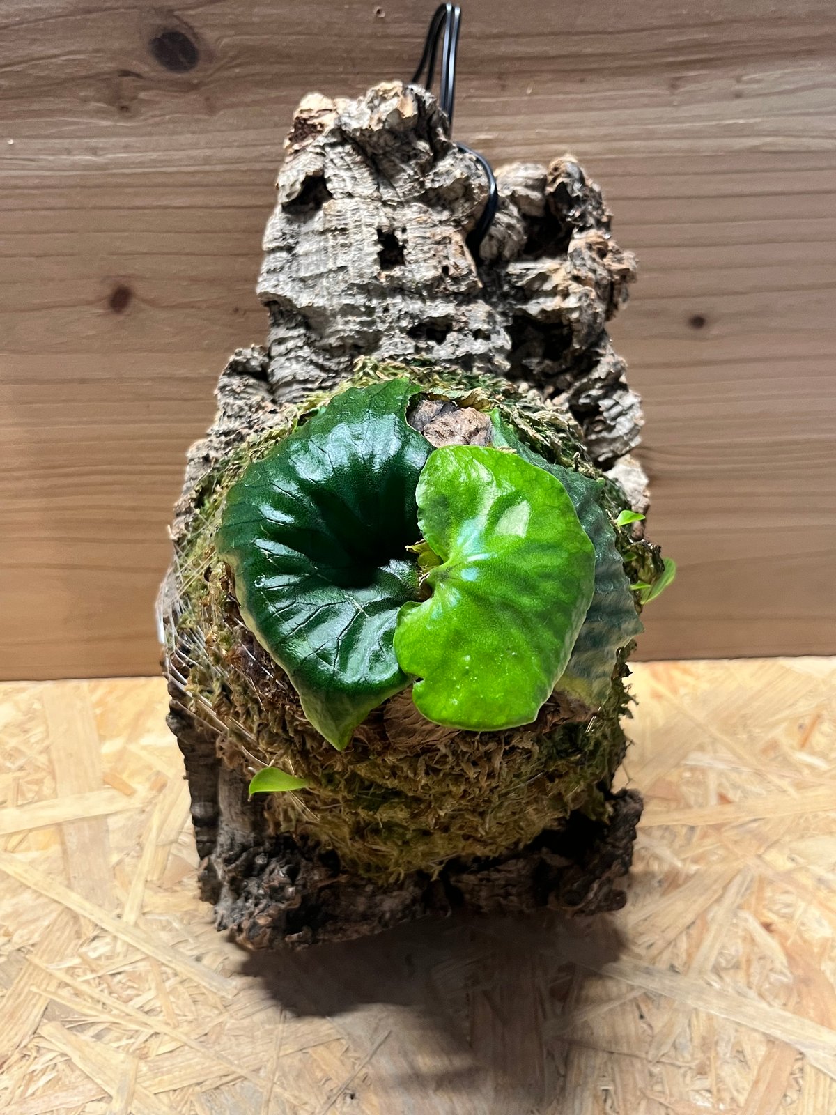 [けーさん専用]P.madagascariense/マダガスカリエンセ/筒コルク fit=scale-down,w=1200