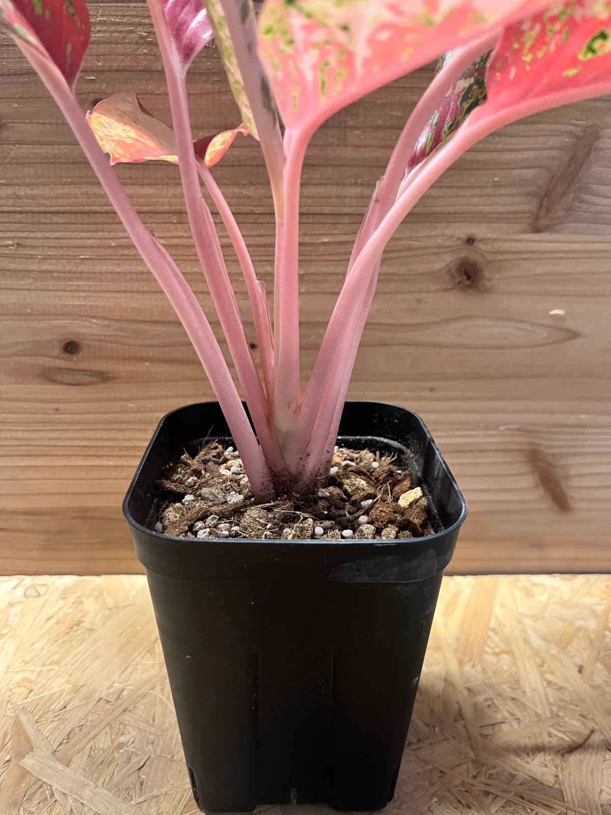 超希少❗️アグラオネマ　ピンクマルーン \