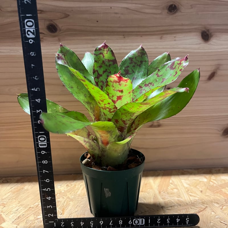 ネオレゲリア ウィーニーザプー | GREEN LUCK