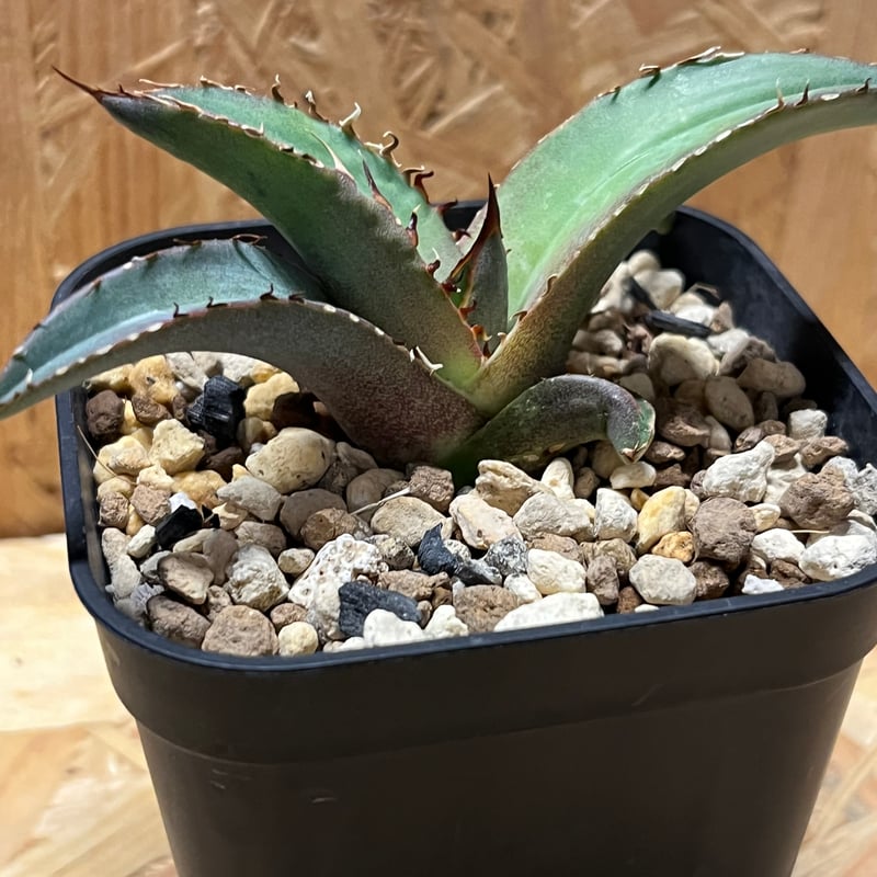 アガベ チタノタ 黒盾 | GREEN LUCK