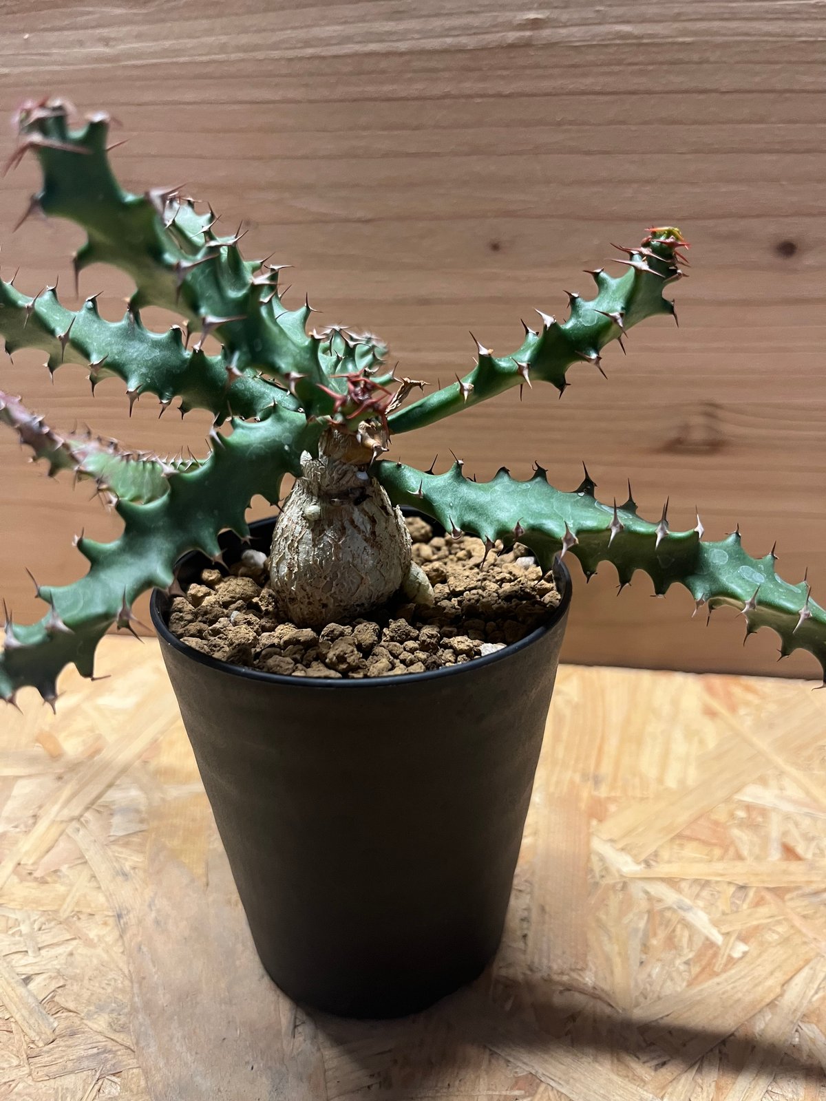 ユーフォルビア スクアローサ | GREEN LUCK