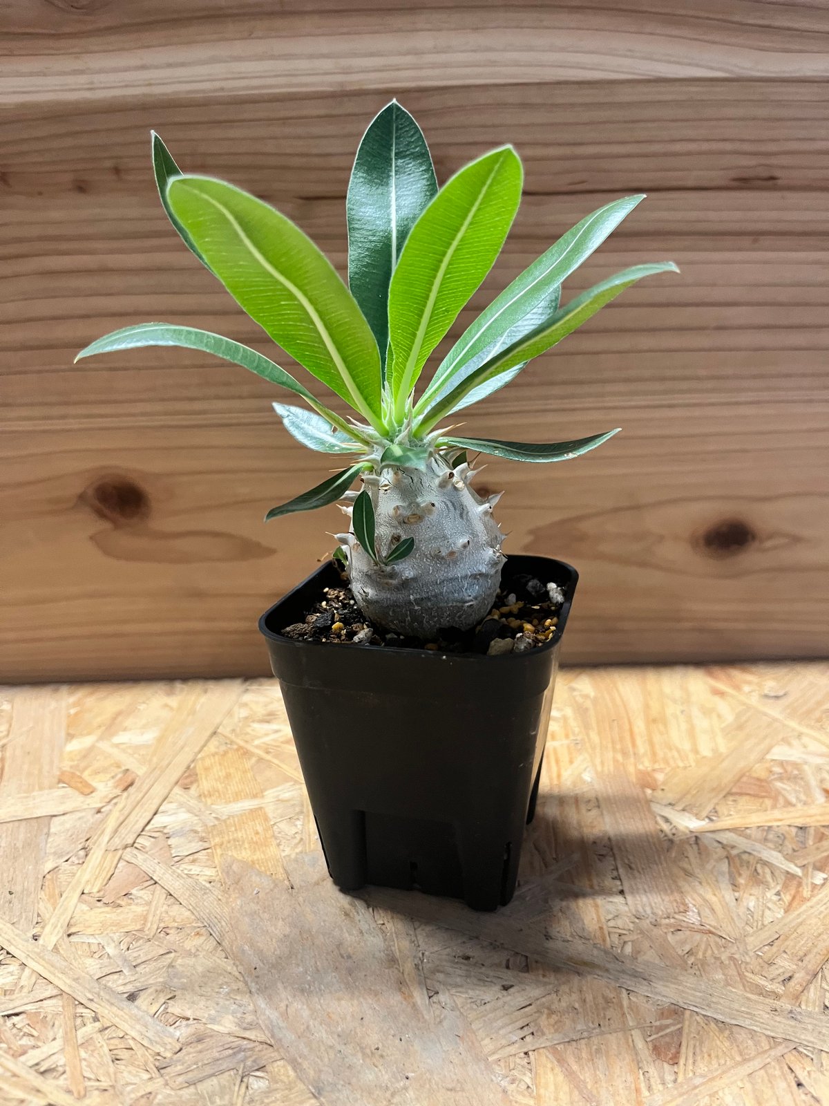 パキポディウム デンシフローラム | GREEN LUCK