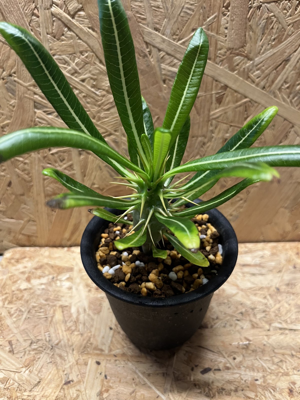 パキポディウム アンボンゲンセ | GREEN LUCK