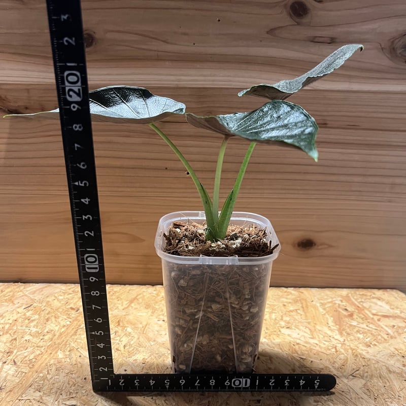 アロカシア　アントロベルベット アロカシア アントロベルベット | GREEN LUCK