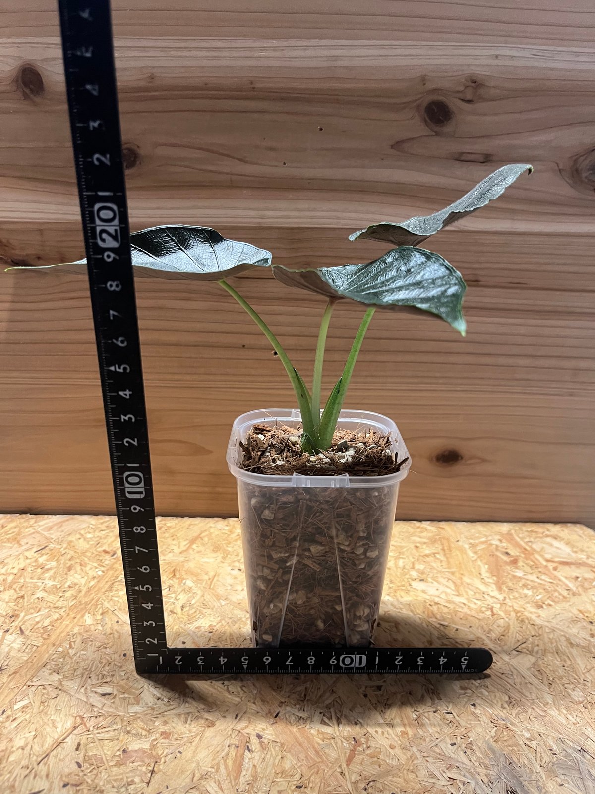 アロカシア　アントロベルベット 楽天市場】アロカシア アントロベルベット 観葉植物 珍しい品種