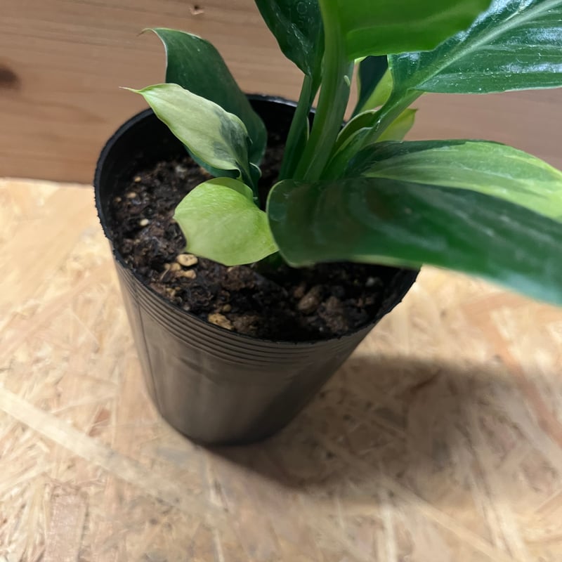 スパティフィラム センセーション 黄斑 | GREEN LUCK