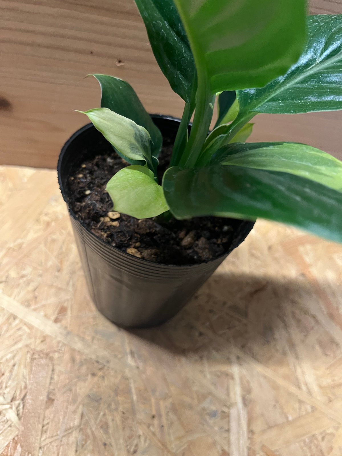 スパティフィラム センセーション 黄斑 | GREEN LUCK