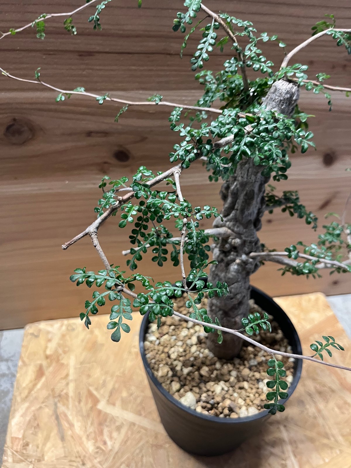 ✨✨✨オペクリカリア　デカリー【◎麗イボ系◎ワニイボ模様】検/デカリー ✨✨✨オペクリカリア デカリー【◎麗イボ系◎ワニイボ模様】検