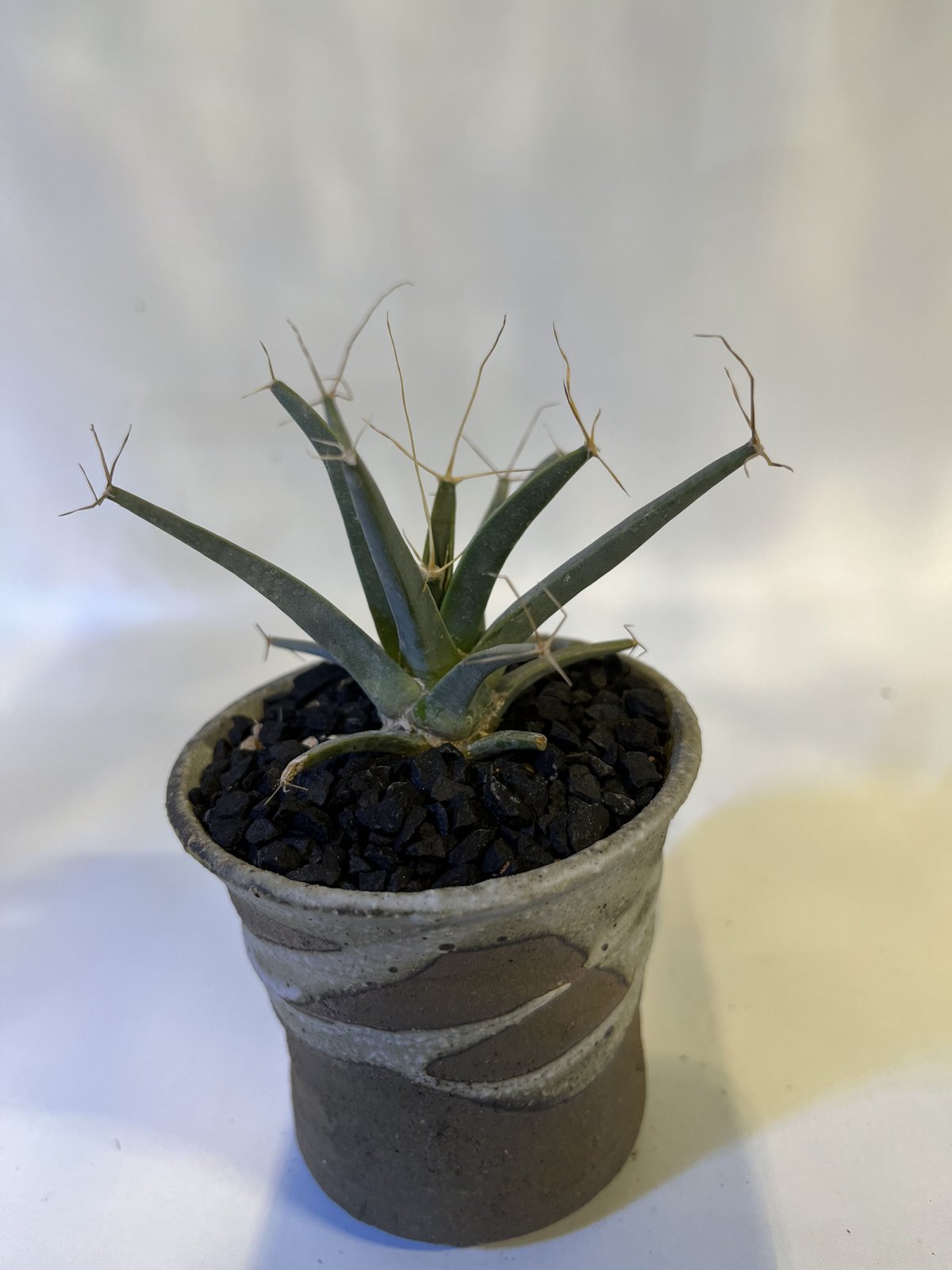 レウクテンベルギア プリンキピス 晃山×信楽鉢 | GREEN LUCK